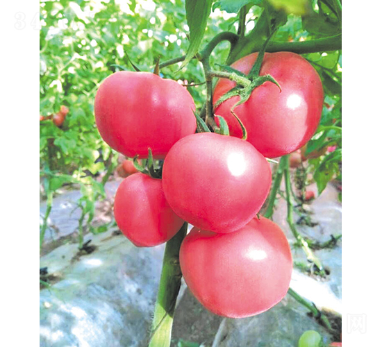 �hķ-77-���ѷN��-�͝��r(n��ng)�I(y��)