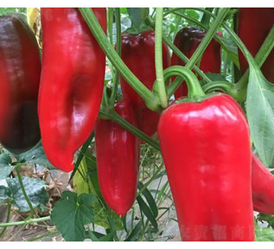 �����N��-�t�ݽ�-���S�r(n��ng)�I(y��)