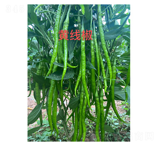 �S���������N��-���S�r(n��ng)�I(y��)