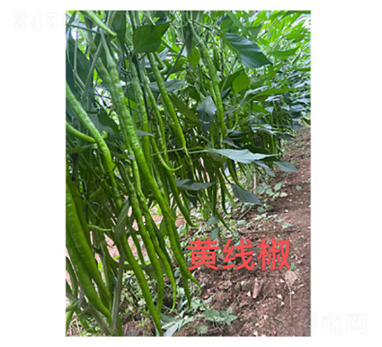 �S����-�����N��-���S�r(n��ng)�I(y��)