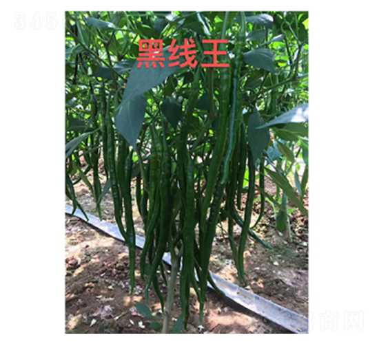 �����N��-�ھ���-���S�r(n��ng)�I(y��)