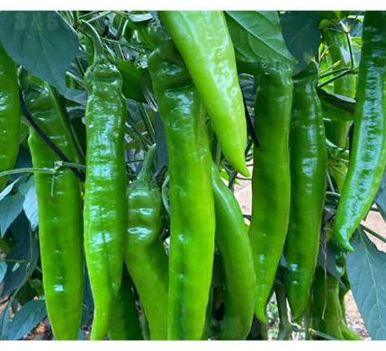 �����N��-���@2̖(h��o)-���S�r(n��ng)�I(y��)