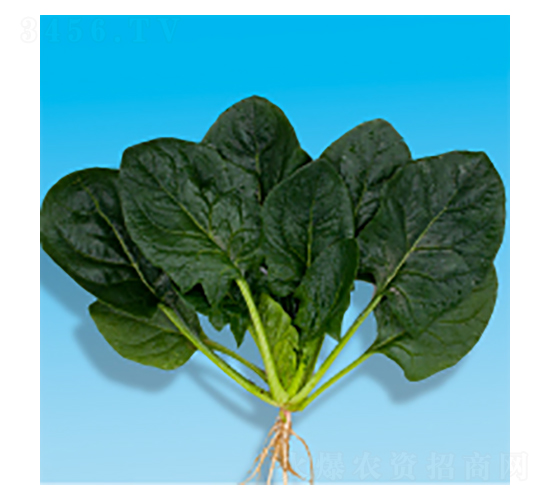 ���˷N��-孲�4̖-�A孷N�I(y��)