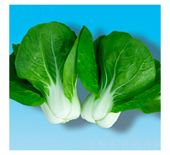 �๣�˷N��-���204-�A孷N�I(y��)