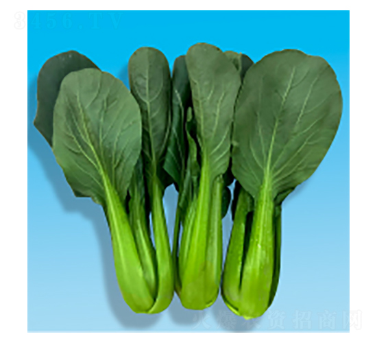 �๣�˷N��-�L���L-�A孷N�I(y��)