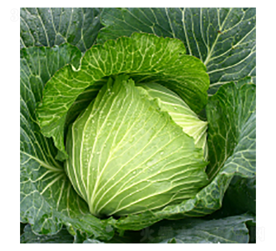 ���{(l��n)�N��-�{(l��n)��-�A孷N�I(y��)