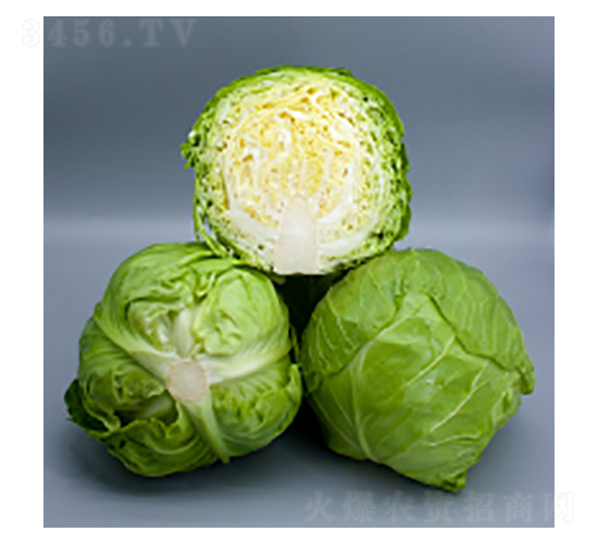 ���{(l��n)�N��-���{(l��n)2115-�A孷N�I(y��)