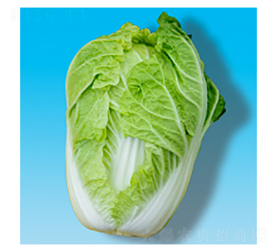 ��ײ˷N��-��S003-�A孷N�I(y��)