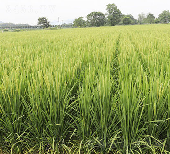 誃Ƀ�(y��u)����-ˮ���N��-�𽡷N�I(y��)