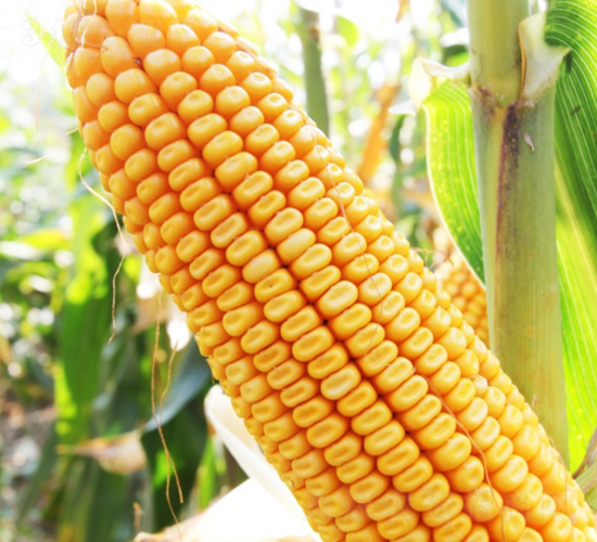 ����203-���׷N��-�Ǻ�����N�I(y��)