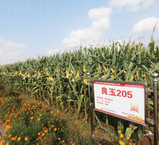 ����205-���׷N��-�Ǻ�����N�I(y��)