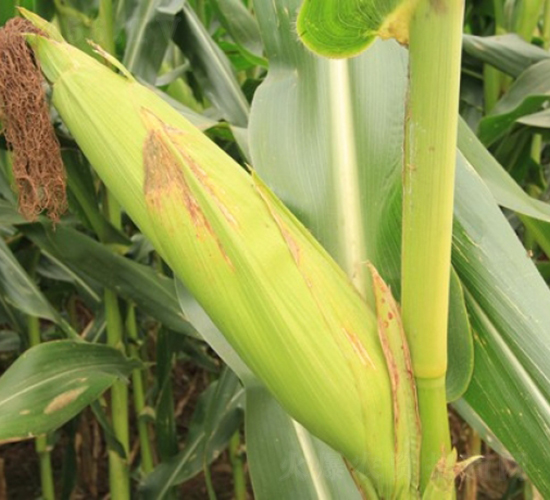 ����918-���׷N��-�Ǻ�����N�I(y��)