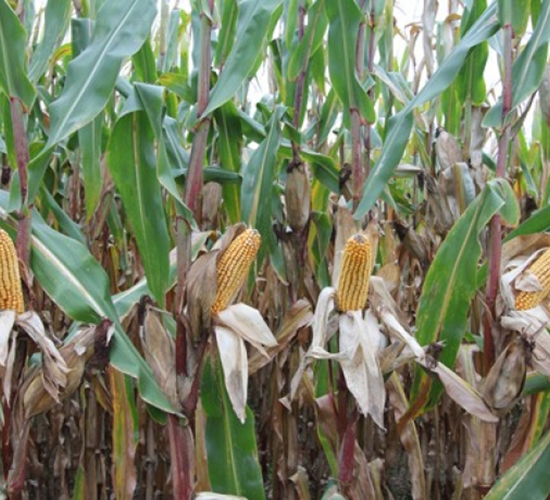 ����1009-���׷N��-�Ǻ�����N�I(y��)