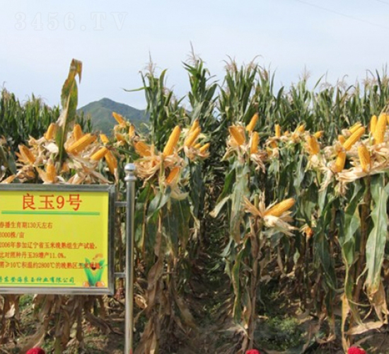 ����9-���׷N��-�Ǻ�����N�I(y��)