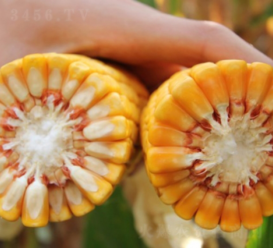 ����88-���׷N��-�Ǻ�����N�I(y��)