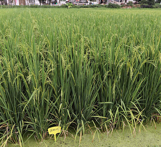 衃Ƀ�(y��u)261-ˮ���N��-�𽡷N�I(y��)