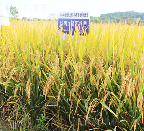 �A�Ƀ�(y��u)��ɏ�z��-ˮ���N��-�𽡷N�I(y��)