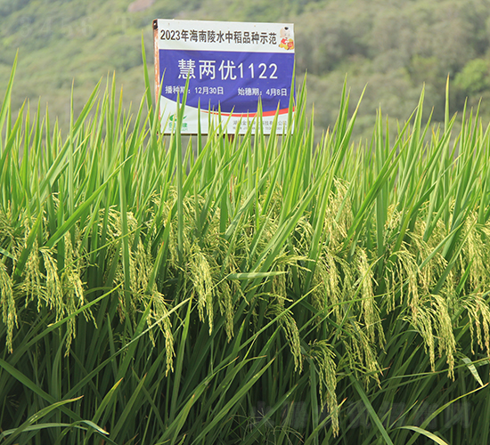 �ۃɃ�(y��u)1122-ˮ���N��-�𽡷N�I(y��)