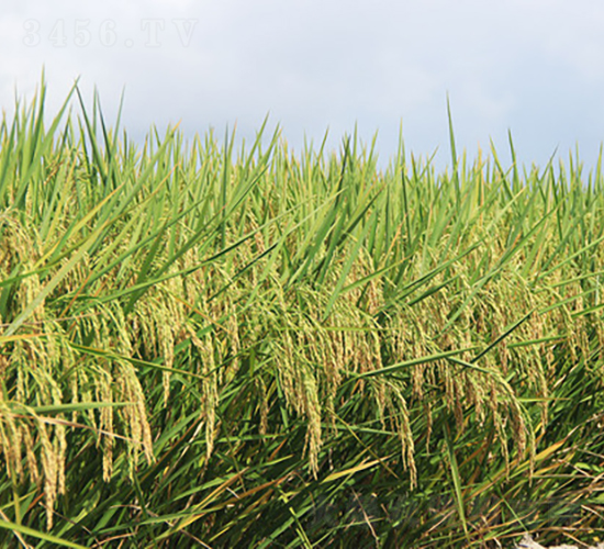 ���マ(y��u)565-ˮ���N��-�𽡷N�I(y��)