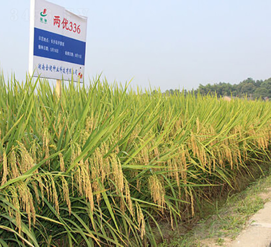 �Ƀ�(y��u)336-ˮ���N��-�𽡷N�I(y��)