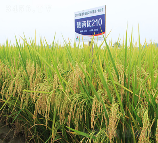 �ۃɃ�(y��u)210-ˮ���N��-�𽡷N�I(y��)