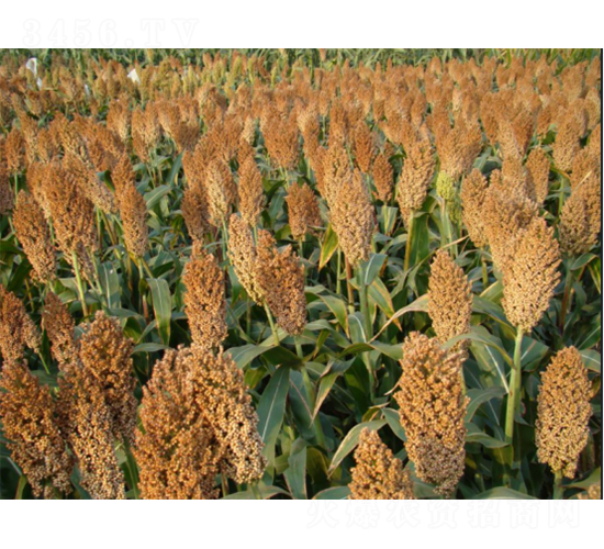 �x�s22̖(h��o)-�����N��-���S�N�I(y��)