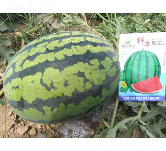 ���S����-���ϷN��-���S�N�I(y��)