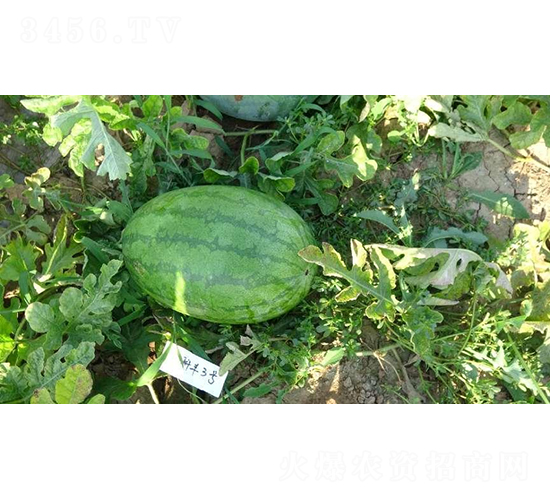 ���S3̖-���ϷN��-���S�N�I(y��)