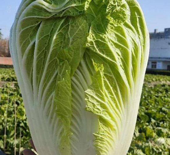 �ذ���̖-�ײ˷N��-���S�N�I(y��)