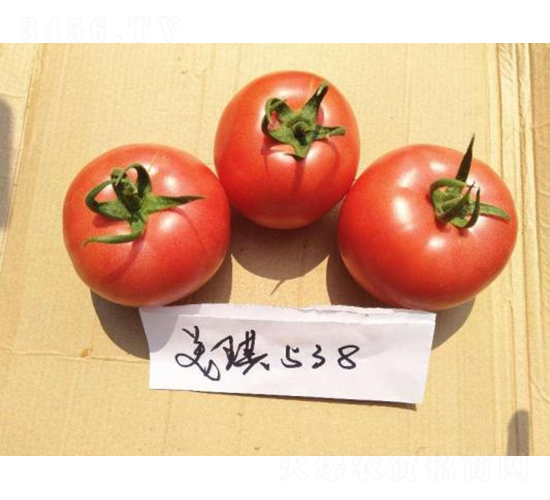 �߿�����538-���ѷN��-���S�N�I(y��)