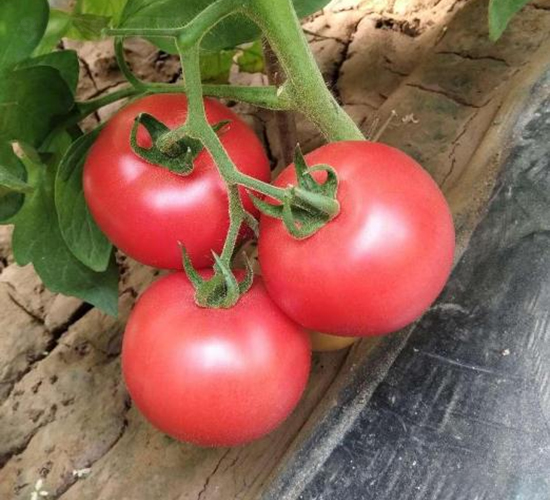 �߿�����12̖-���ѷN��-���S�N�I(y��)