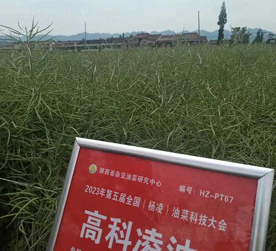 �߿�����1-�Ͳ˷N��-���S�N�I(y��)