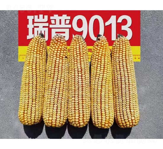 ����9013-���׷N��-���S�N�I(y��)