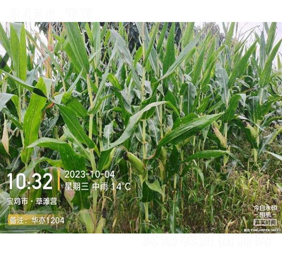 �A��1204-���׷N��-���S�N�I(y��)