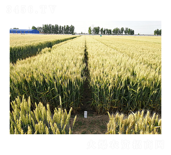 С���N��-ɽ�r(n��ng)37-���r(n��ng)��̩