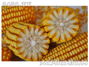 ����������Ʒ�N���r(n��ng)�S6̖��-���׷N��