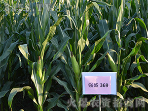 ��(qi��ng)ʢ369���^Ħ�D��-���׷N��-��(qi��ng)ʢ�N�I(y��)