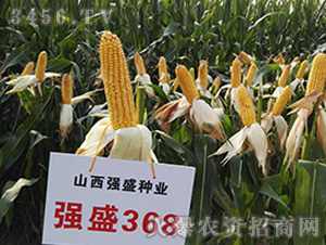 ��(qi��ng)ʢ368���^Ħ�D��-���׷N��-��(qi��ng)ʢ�N�I(y��)