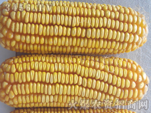 �C��88-����-�|�Ѻ�