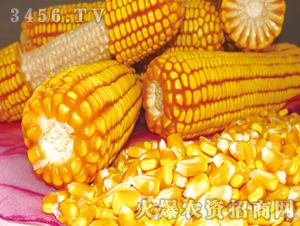 ����966-����-�|�Ѻ�