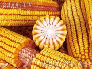 �C(j��)��7̖(h��o)-����-�|�Ѻ�