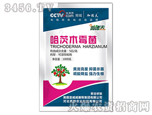 ����ľù��-��ɭ��