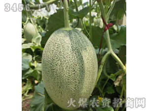 ʥ��25-���ܹϷN��-��ʥ��