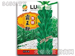 ֥��N��-������-����