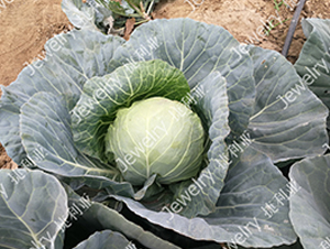 ������1676-���{�N��-������