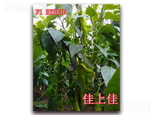 ���ϼ�-�����N��-��ʢ�r(n��ng)�I(y��)