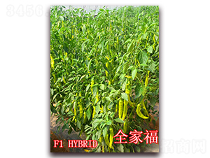 ȫ�Ҹ�-�����N��-��ʢ�r(n��ng)�I(y��)