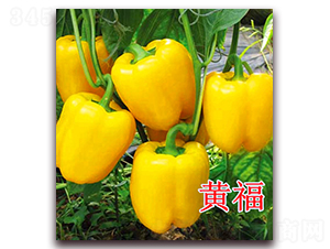 �S��-�����N��-��ʢ�r(n��ng)�I(y��)