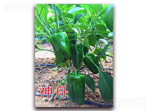 ����-�����N��-��ʢ�r(n��ng)�I(y��)