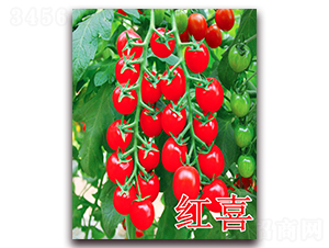 �tϲ-���ѷN��-��ʢ�r(n��ng)�I(y��)